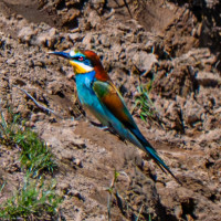 Dehesa Santa Cruz de la Sierra